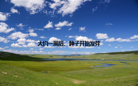 大约一周后, 种子开始发芽