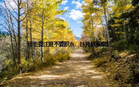 但也要注意不要积水, 以免根系腐烂