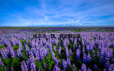 本来无一物, 何处惹尘埃