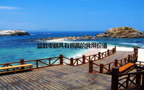 盆栽枣树具有很高的食用价值