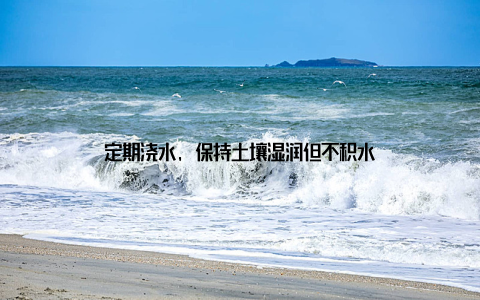 定期浇水, 保持土壤湿润但不积水