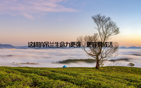这样的吊兰生命力更强, 更容易成活
