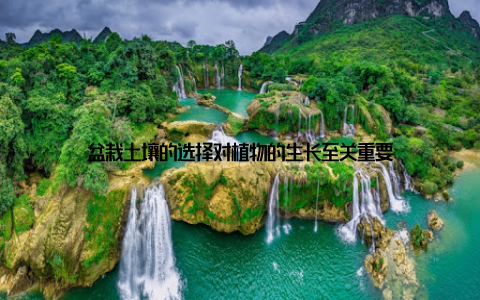 盆栽土壤的选择对植物的生长至关重要