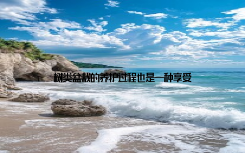 树类盆栽的养护过程也是一种享受
