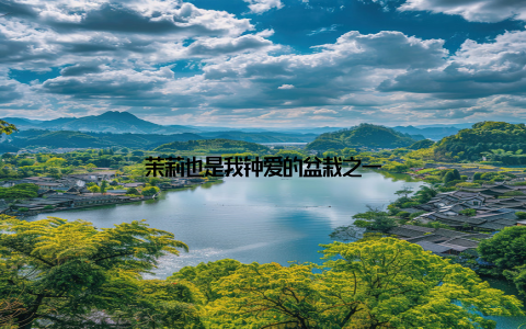 茉莉也是我钟爱的盆栽之一
