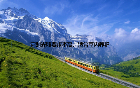它对光照要求不高, 适合室内养护