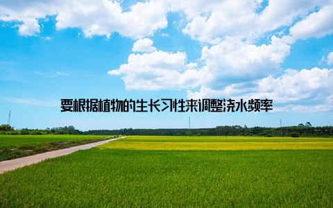 要根据植物的生长习性来调整浇水频率