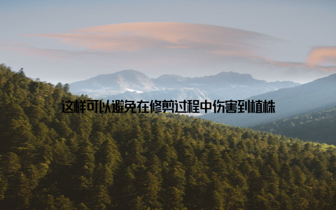 这样可以避免在修剪过程中伤害到植株