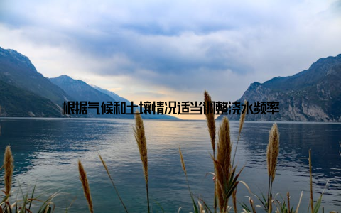 根据气候和土壤情况适当调整浇水频率