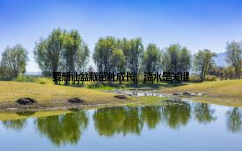 要想让盆栽茁壮成长, 浇水是关键