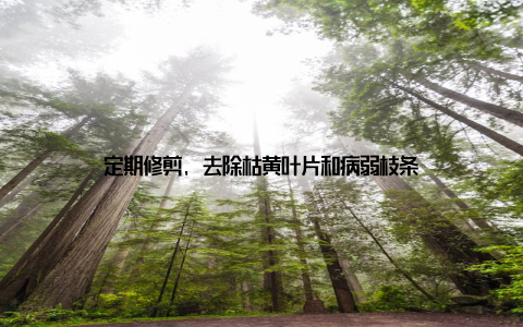 定期修剪, 去除枯黄叶片和病弱枝条