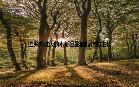 过多或过少的水都会影响植物的生长