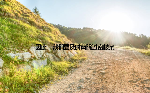 因此, 我们要及时剪除过密枝条