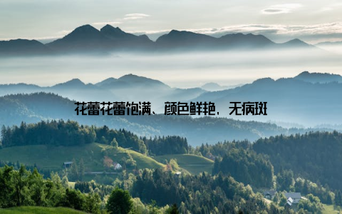 花蕾花蕾饱满、颜色鲜艳, 无病斑