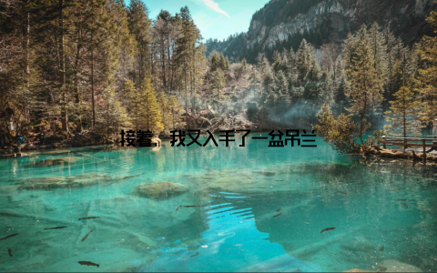 接着, 我又入手了一盆吊兰