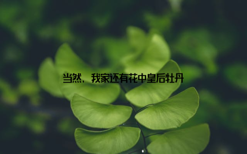 当然, 我家还有花中皇后牡丹