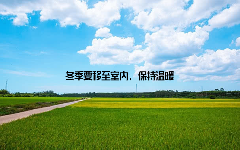 冬季要移至室内, 保持温暖