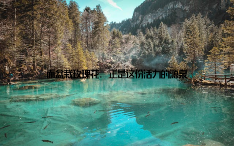 而盆栽玫瑰花, 正是这份活力的源泉