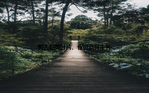 剪去枯黄叶片, 促进新芽生长