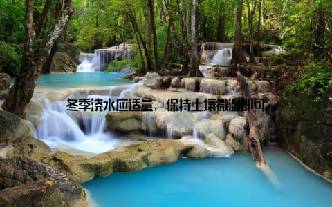 冬季浇水应适量, 保持土壤微湿即可