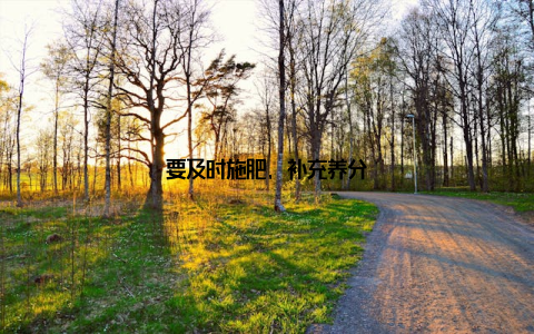 要及时施肥, 补充养分