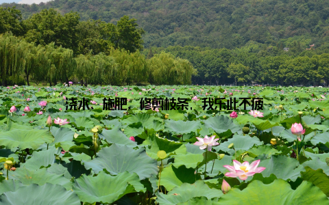 浇水、施肥、修剪枝条, 我乐此不疲
