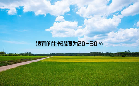 适宜的生长温度为20-30℃