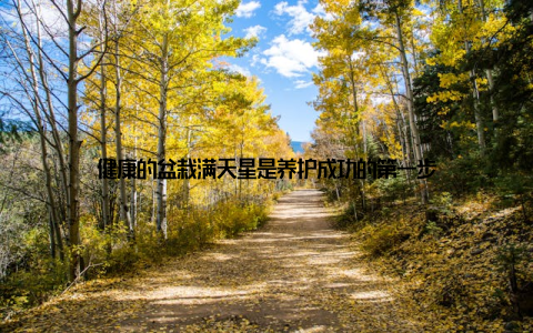 健康的盆栽满天星是养护成功的第一步