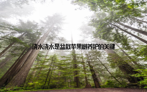 浇水浇水是盆栽苹果树养护的关键