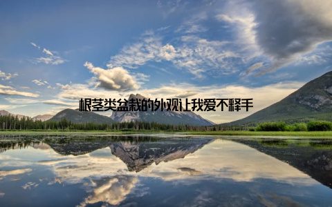 根茎类盆栽的外观让我爱不释手