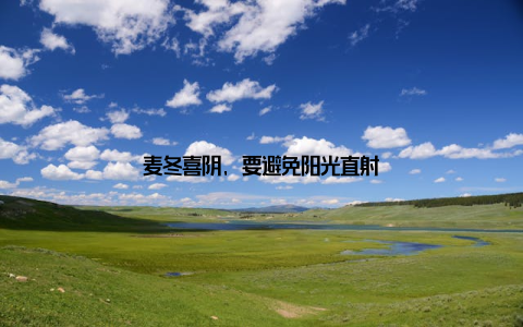 麦冬喜阴, 要避免阳光直射