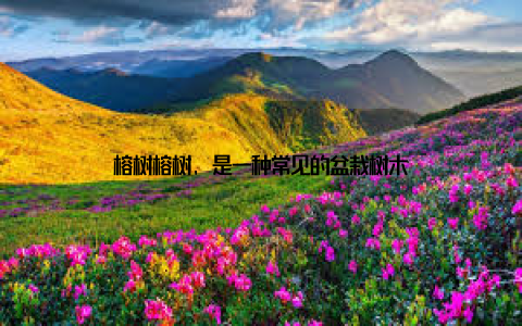 榕树榕树, 是一种常见的盆栽树木
