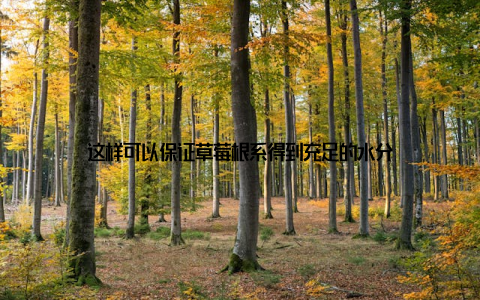 这样可以保证草莓根系得到充足的水分