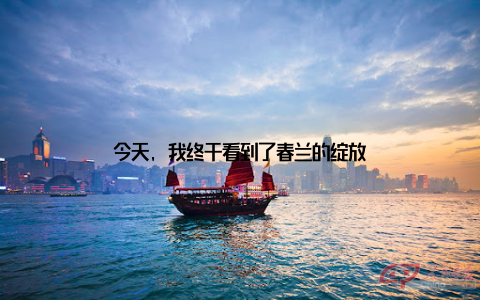 今天, 我终于看到了春兰的绽放