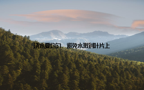 浇水要均匀, 避免水溅到叶片上