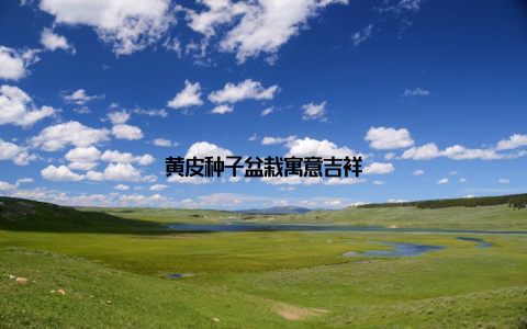 黄皮种子盆栽寓意吉祥