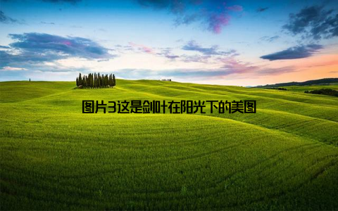 图片3这是剑叶在阳光下的美图