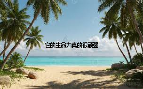 它的生命力真的很顽强