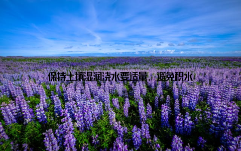 保持土壤湿润浇水要适量, 避免积水