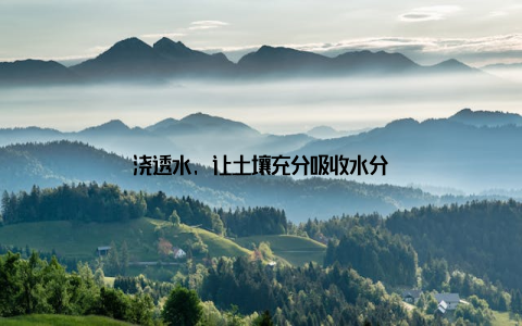 浇透水, 让土壤充分吸收水分