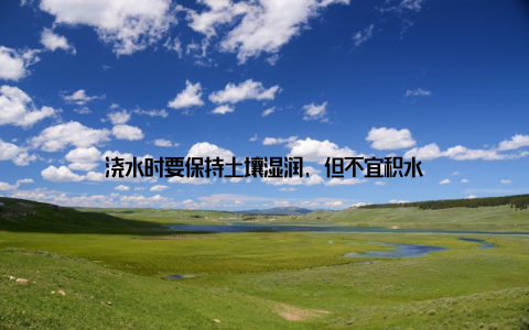 浇水时要保持土壤湿润, 但不宜积水