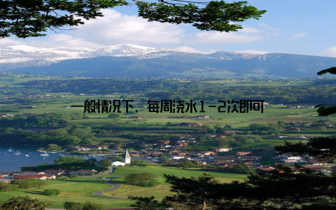 一般情况下, 每周浇水1-2次即可