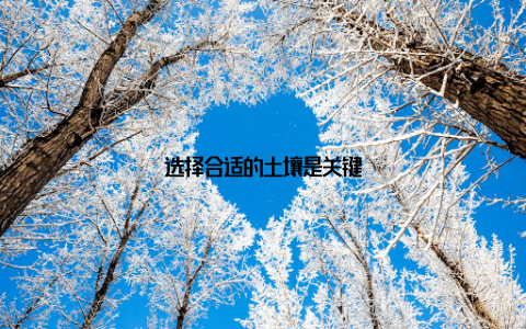 选择合适的土壤是关键