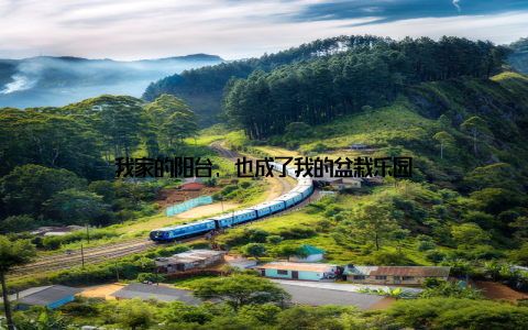 我家的阳台, 也成了我的盆栽乐园