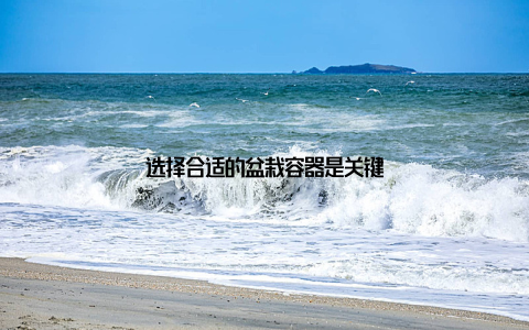 选择合适的盆栽容器是关键
