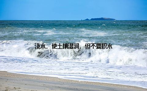 浇水, 使土壤湿润, 但不要积水