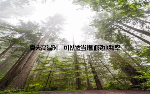 夏天高温时, 可以适当增加浇水频率