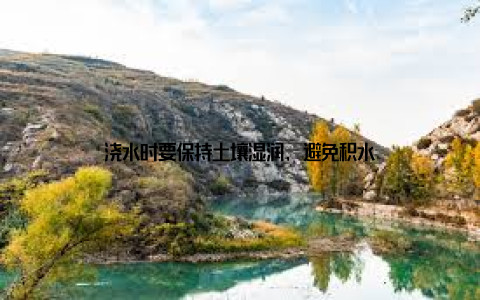 浇水时要保持土壤湿润, 避免积水