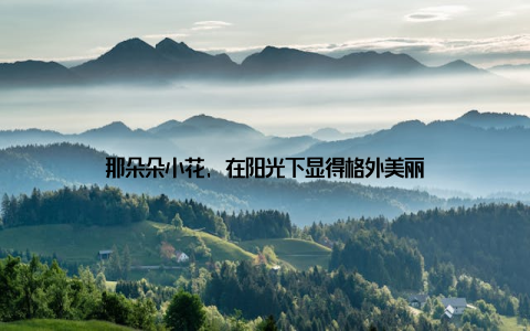 那朵朵小花, 在阳光下显得格外美丽
