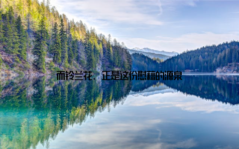 而铃兰花, 正是这份慰藉的源泉